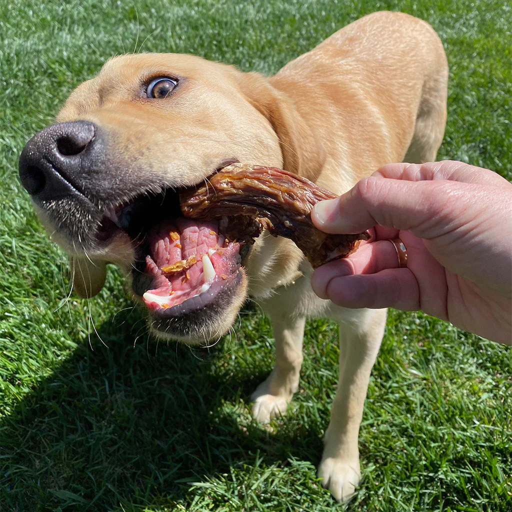 Can Dogs Eat Turkey Necks