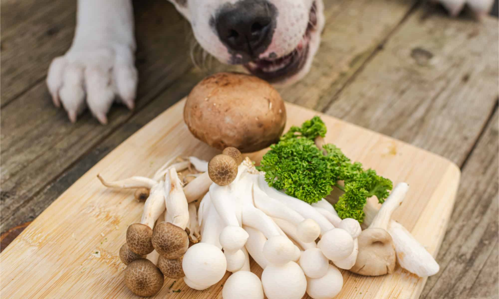 Can Dogs Eat Mushrooms?