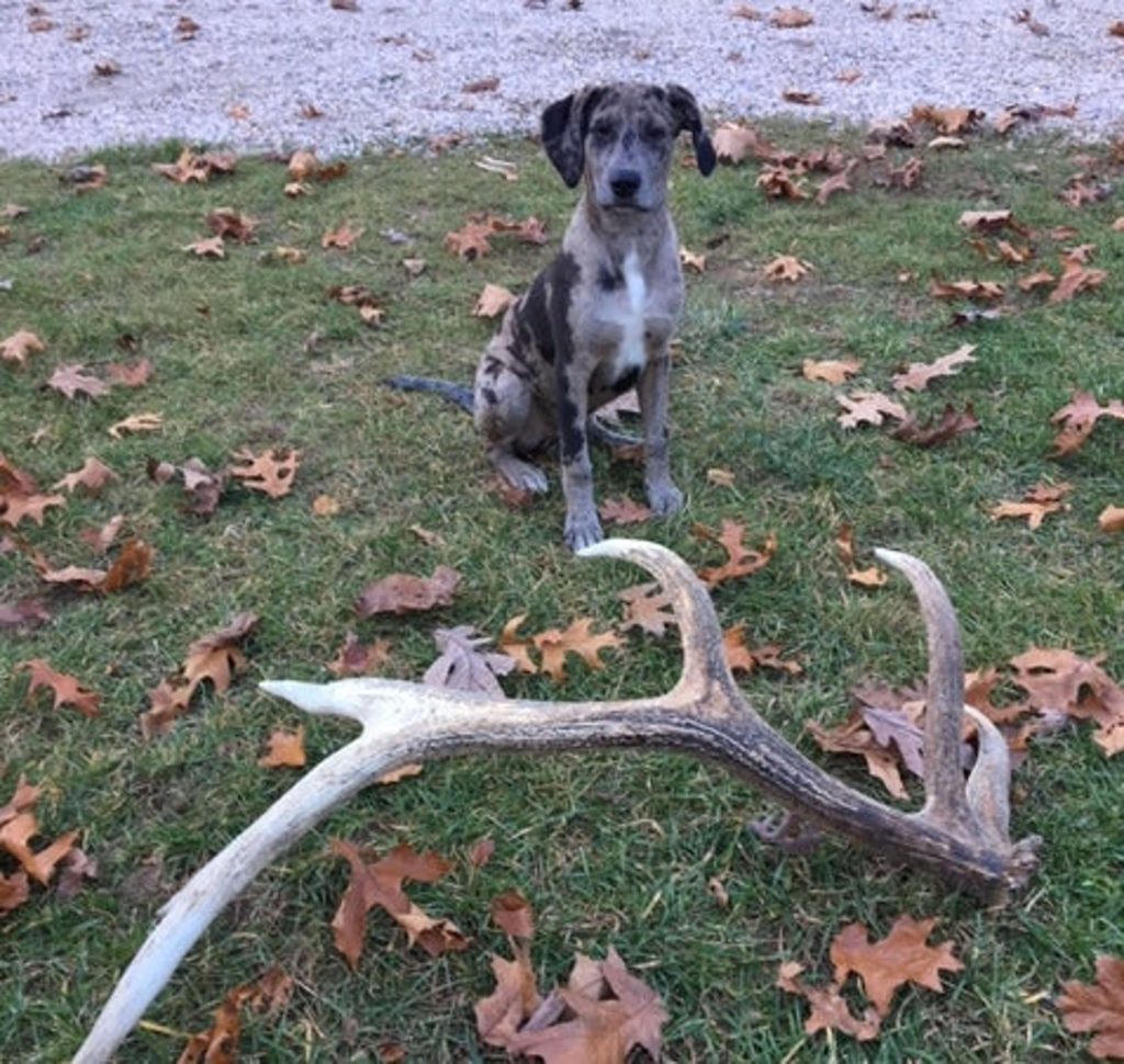 Can Dogs Eat Elk Antlers?