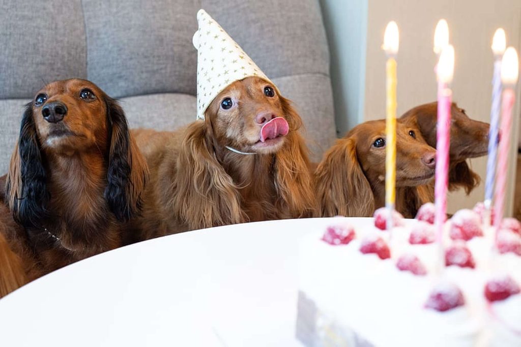 Can Dogs Eat Cake?  