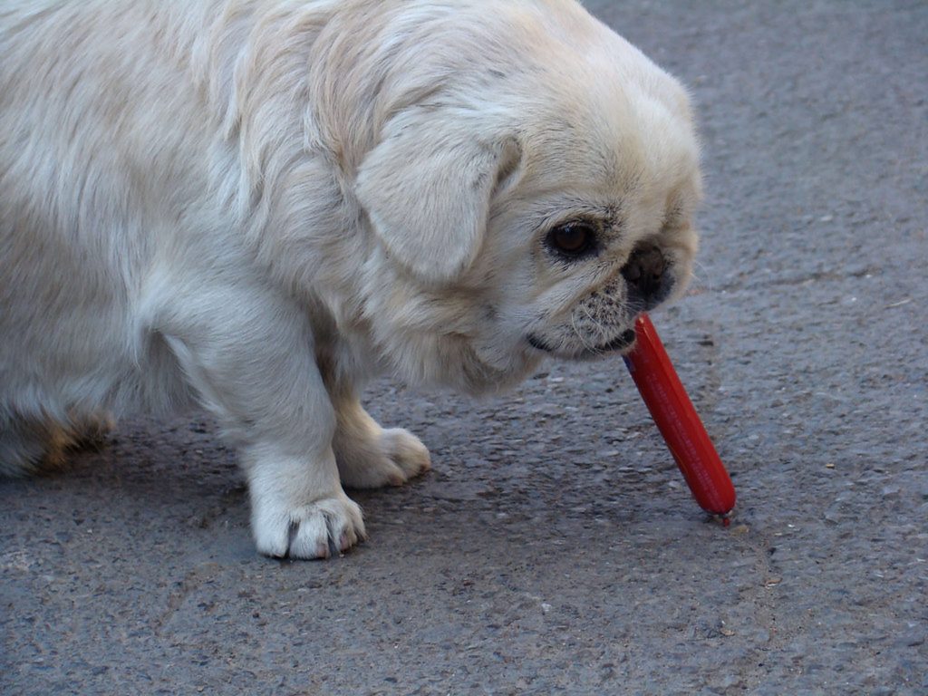 Can Dogs Eat Sausage?