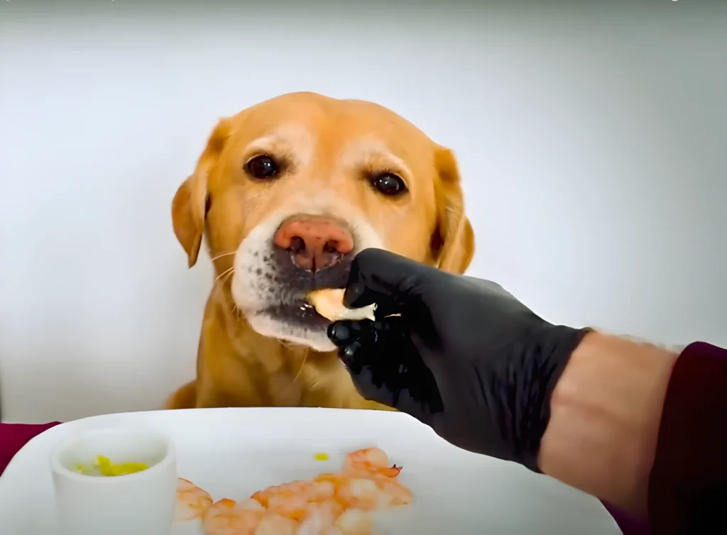 Can Dogs Eat Prawns