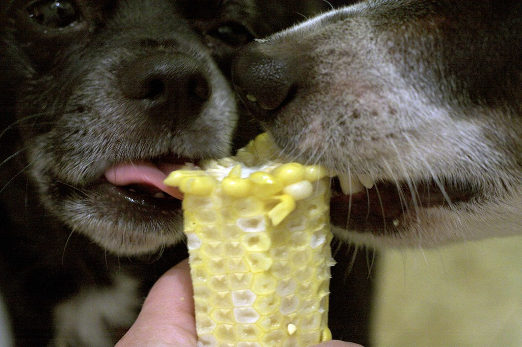 Can Dogs Eat Sweetcorn